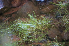 Isolepis fluitans