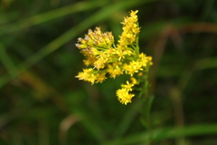 Solidago uliginosa