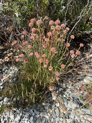 Armeria curvifolia