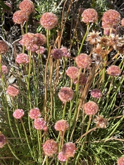 Armeria curvifolia