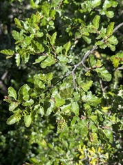 Nothofagus antarctica