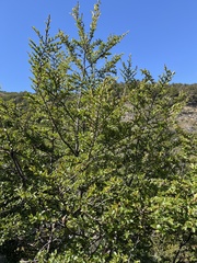 Nothofagus antarctica