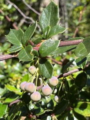 Berberis ilicifolia