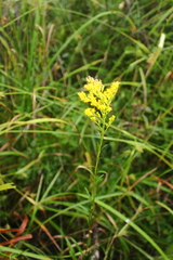 Solidago uliginosa