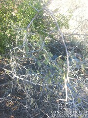 Gloveria integrifolia