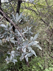 Agelanthus natalitius