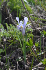 Iris winkleri