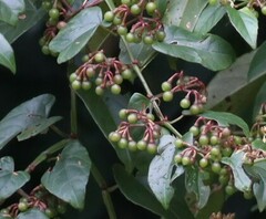 Cissus hastata
