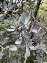 Agelanthus natalitius