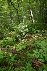 Veratrum hybridum