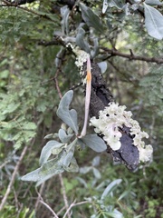 Agelanthus natalitius