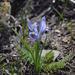 Iris winkleri - Photo (c) Aleksandr Naumenko, some rights reserved (CC BY-NC), uploaded by Aleksandr Naumenko