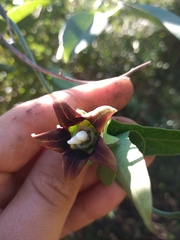 Araujia megapotamica