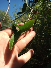 Araujia megapotamica