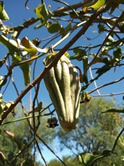 Araujia megapotamica