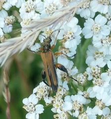 Oedemera