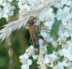 Oedemera