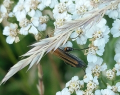 Oedemera