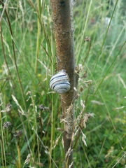 Caucasotachea vindobonensis