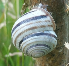 Caucasotachea vindobonensis