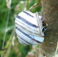 Caucasotachea vindobonensis