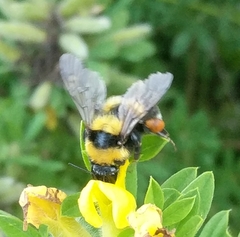 Bombus argillaceus