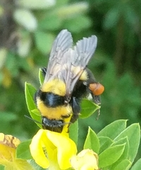 Bombus argillaceus