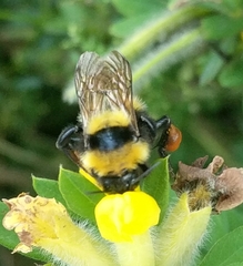 Bombus argillaceus