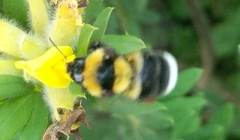 Bombus argillaceus