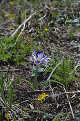 Iris winkleri
