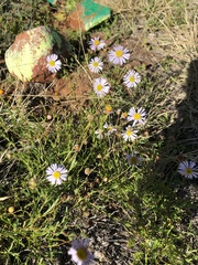 Brachyscome ciliaris