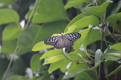 Ideopsis vulgaris