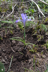 Iris winkleri