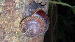 Exrhysota brookei