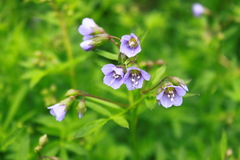Polemonium reptans