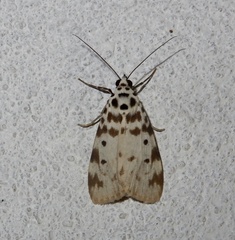 Sommeria marchalii