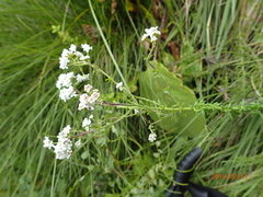 Selago densiflora