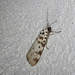 Sommeria marchalii