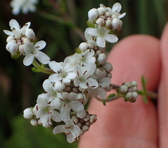 Selago densiflora