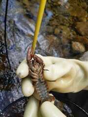 Austropotamobius fulcisianus