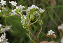 Selago densiflora