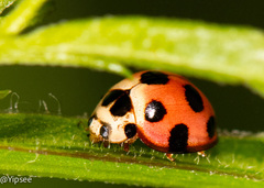 Harmonia octomaculata