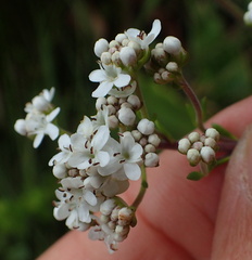 Selago densiflora