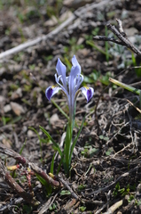 Iris winkleri