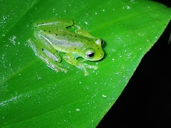 Espadarana prosoblepon