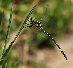 Parasynthemis regina