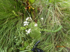 Selago densiflora