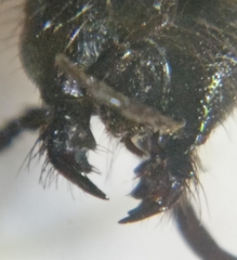 Dentilla curtiventris