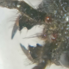 Dentilla curtiventris