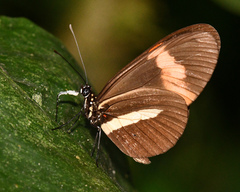 Heliconius melpomene